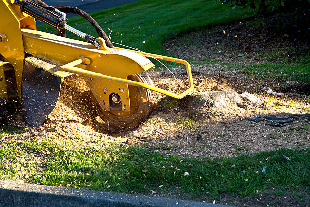 Best Sod Installation  in North Vacherie, LA